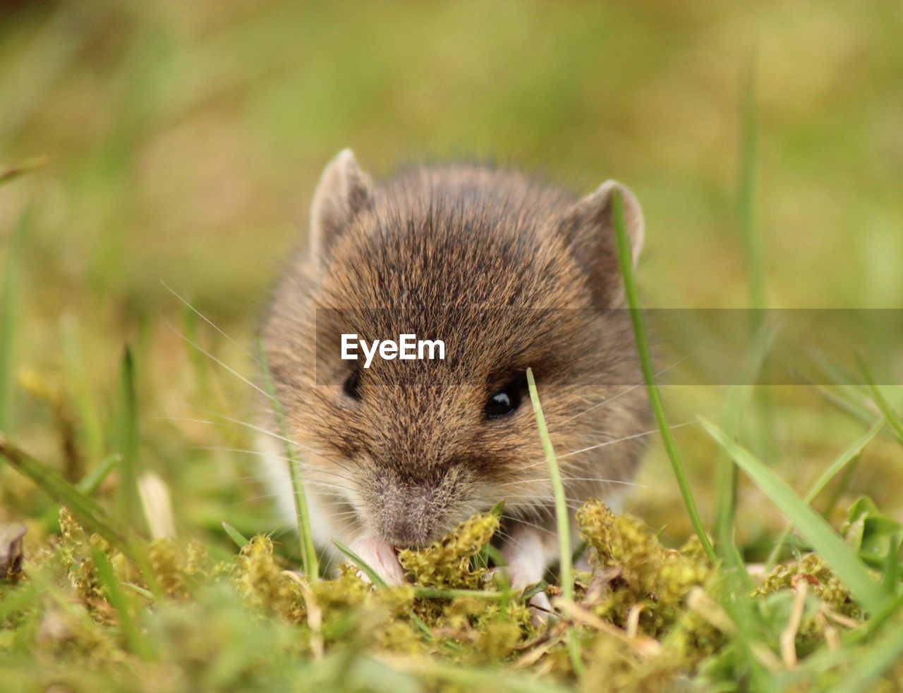 PORTRAIT OF SQUIRREL ON FIELD