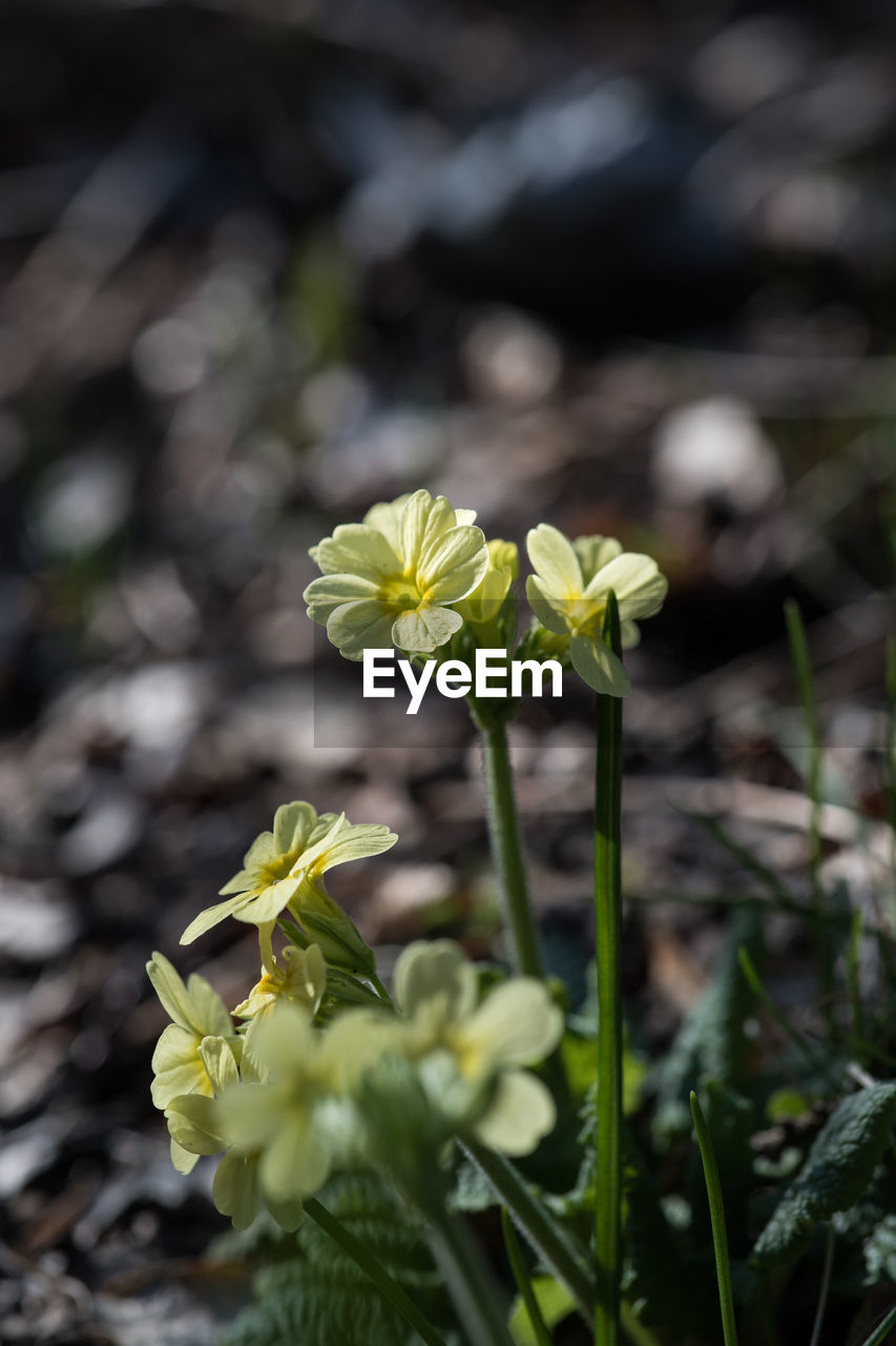 Close-up of yellow flowering plant on field