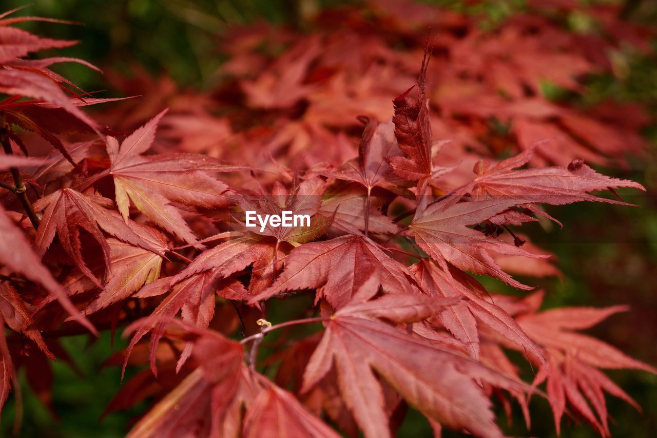 Close-up of maple leaves