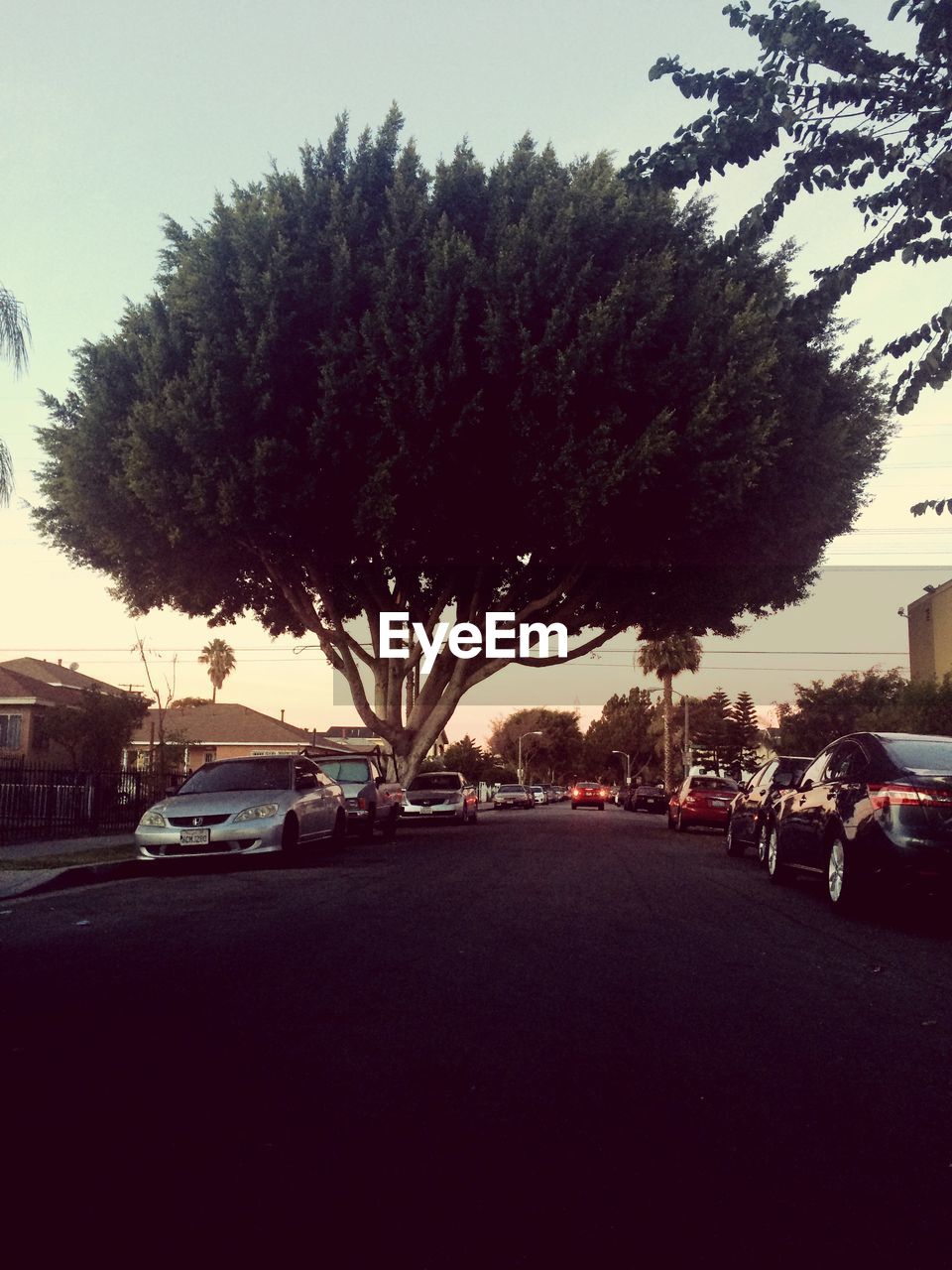 Cars on street by tree against clear sky during sunset