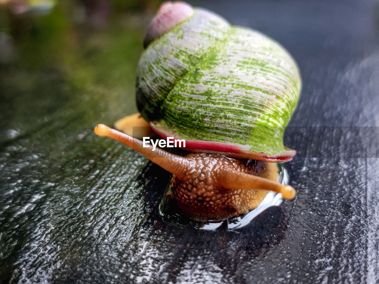 snail, snails and slugs, gastropod, food, macro photography, food and drink, mollusk, close-up, animal, animal themes, vegetable, no people, nature, animal wildlife, healthy eating, freshness, wellbeing, one animal, wet, water, produce, outdoors