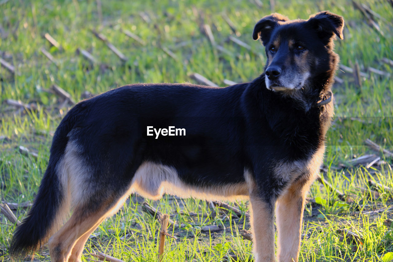 Black dog looking away while standing on field