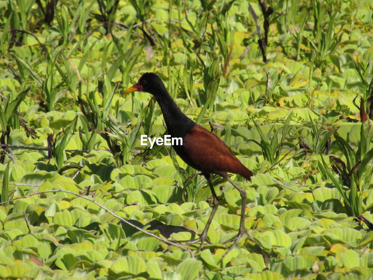 VIEW OF BIRD PERCHING ON A TREE