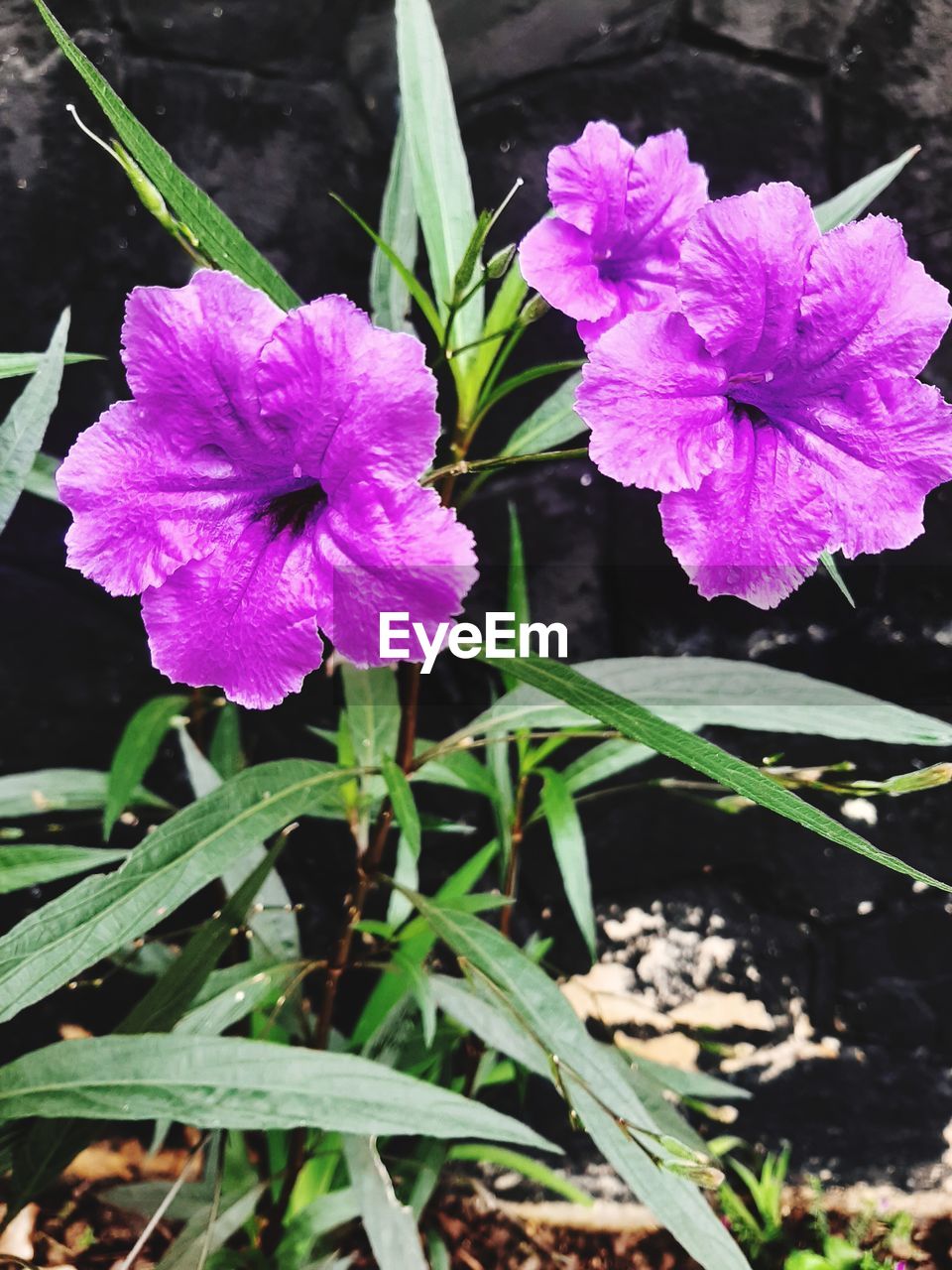 CLOSE-UP OF PURPLE FLOWERING PLANT WITH WATER DROPS