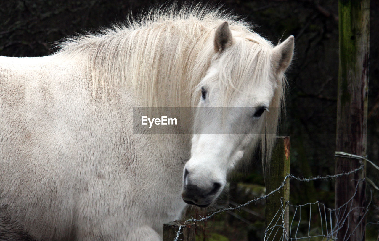 CLOSE-UP OF WHITE HORSE