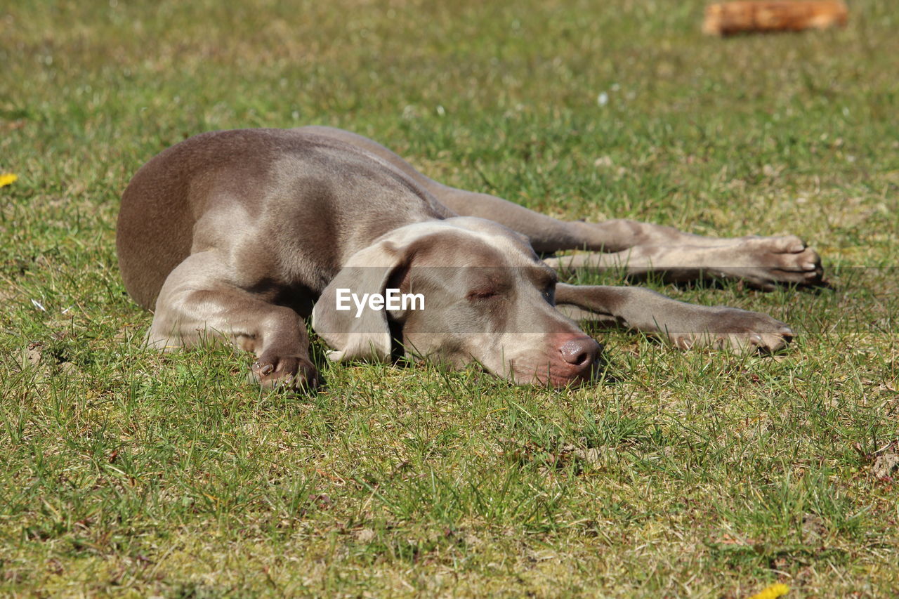 DOGS SLEEPING ON GRASS