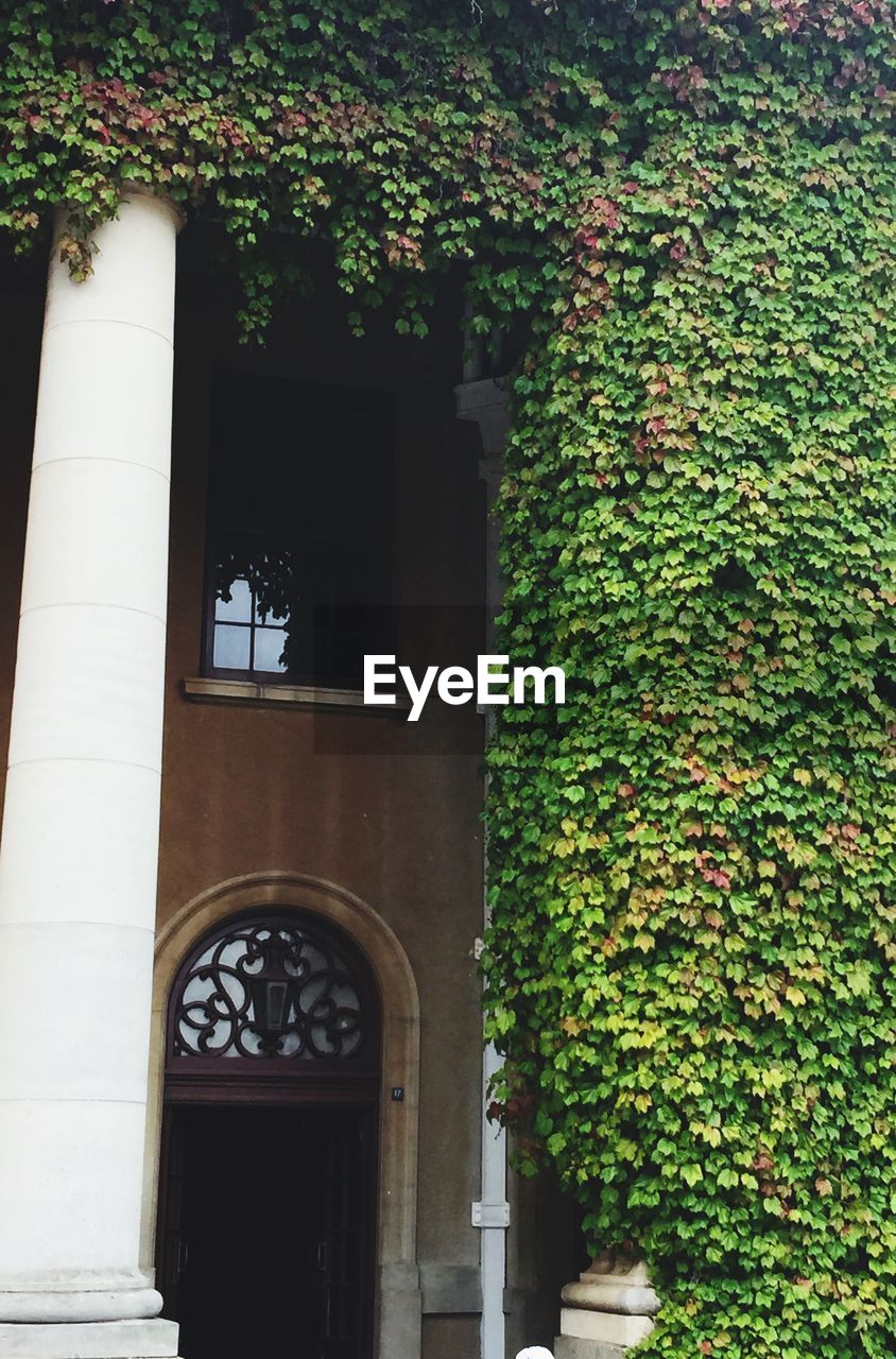 Ivy growing on building wall