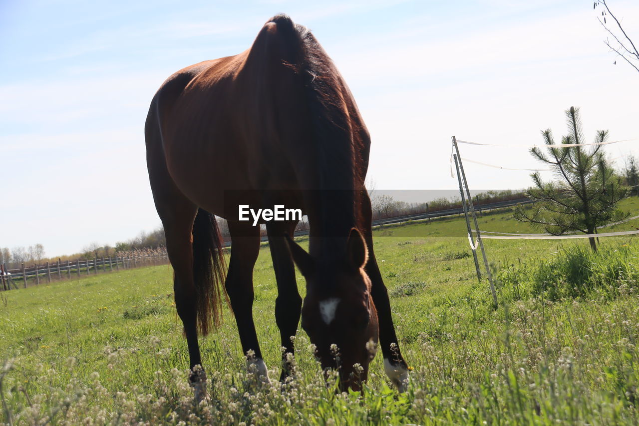 horse, animal, animal themes, mammal, domestic animals, pasture, livestock, grass, field, grazing, animal wildlife, pet, agriculture, plant, sky, one animal, nature, mare, meadow, landscape, land, prairie, no people, rural area, environment, rural scene, stallion, day, plain, farm, standing, grassland, herbivorous, green, outdoors, fence, mustang horse, eating, cloud