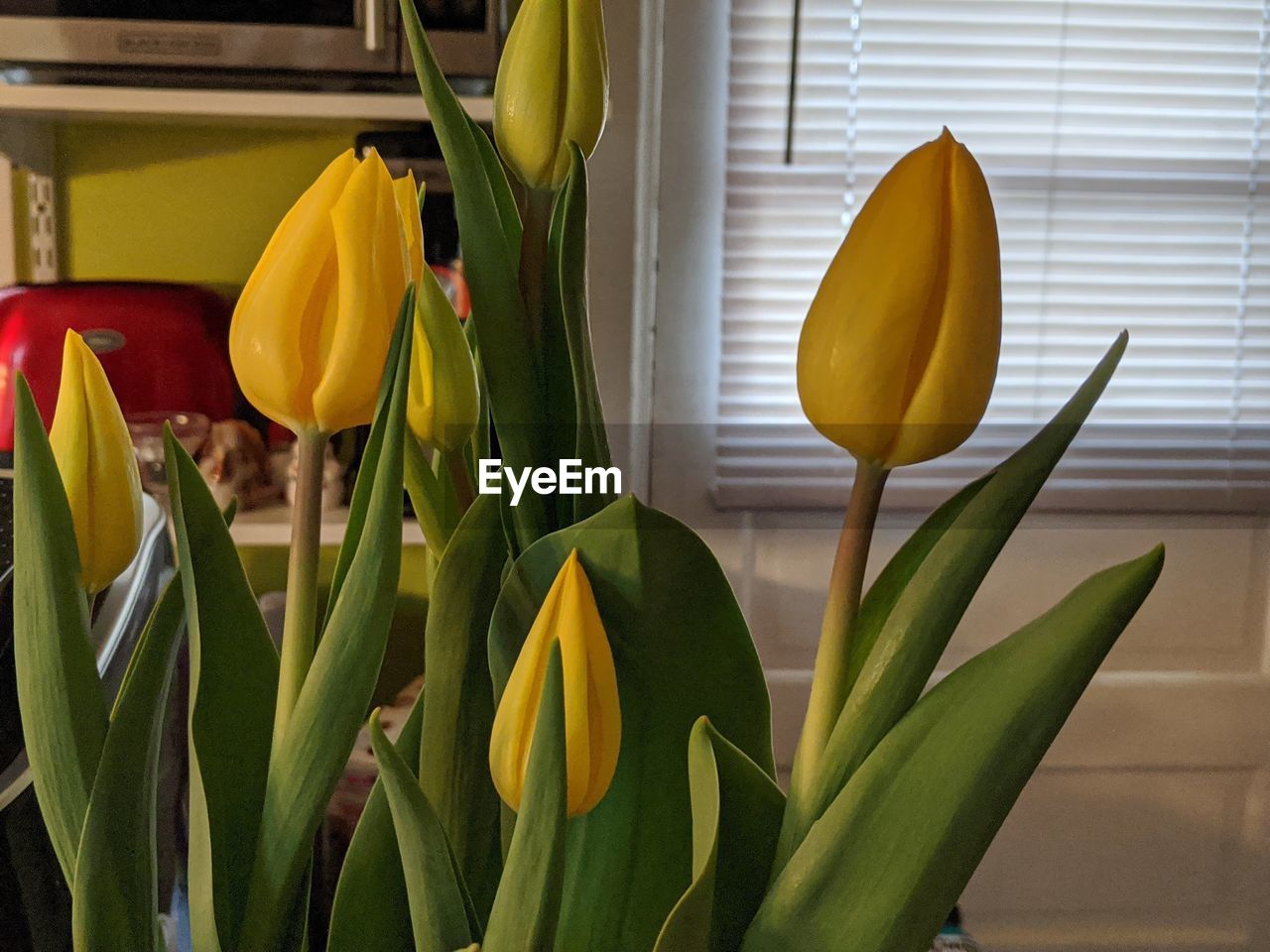 CLOSE-UP OF YELLOW TULIP FLOWER