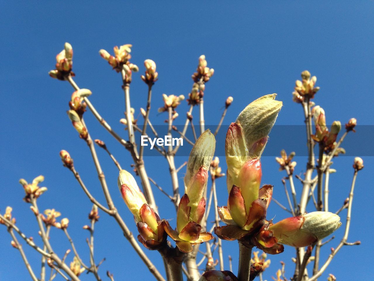 Low angle view of flowers blooming against clear sky