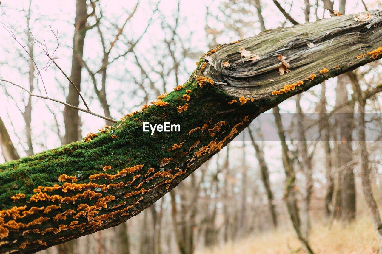 CLOSE-UP OF LICHEN ON TREE BRANCH IN FOREST