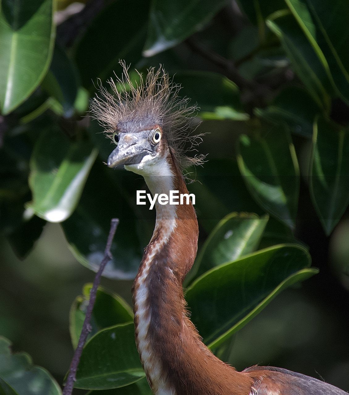 CLOSE-UP OF A PARROT