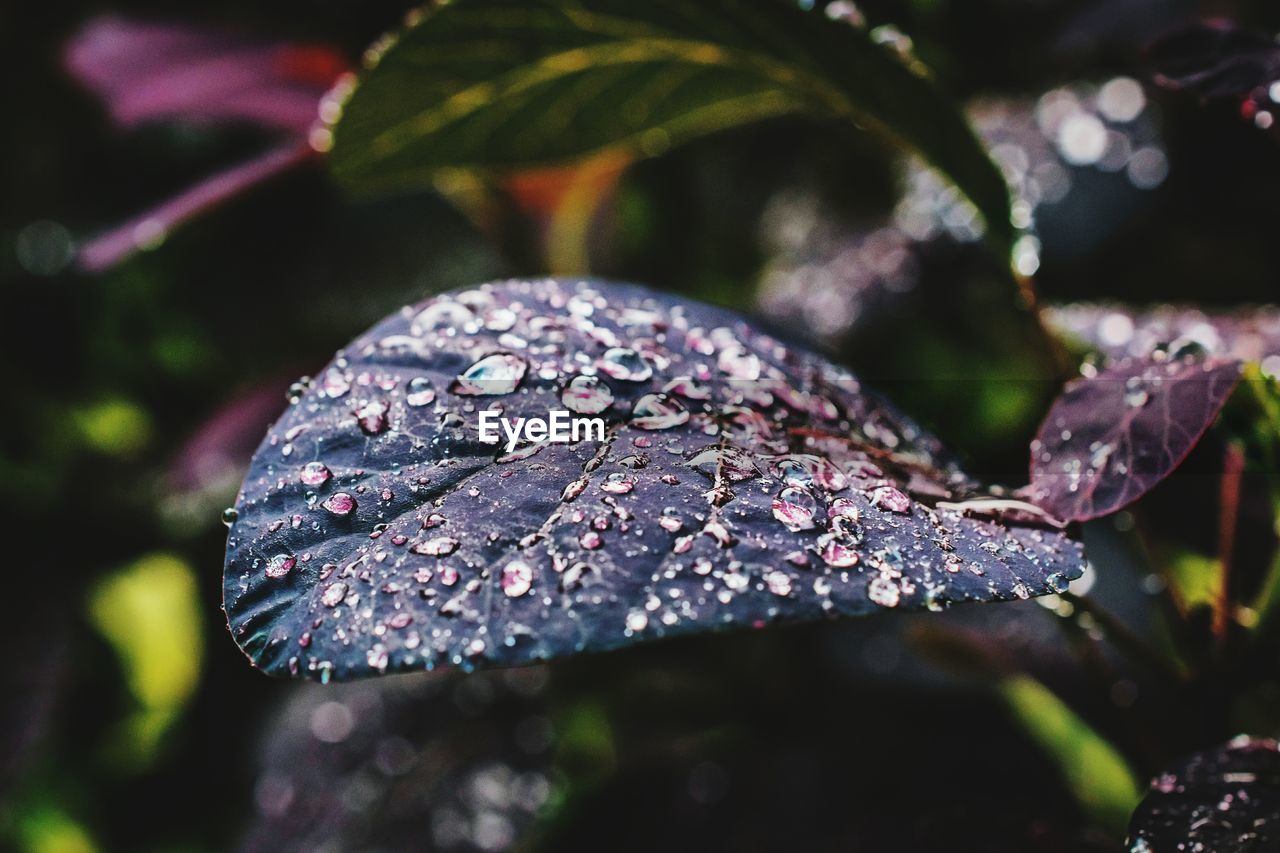 CLOSE-UP OF RAINDROPS ON LEAVES