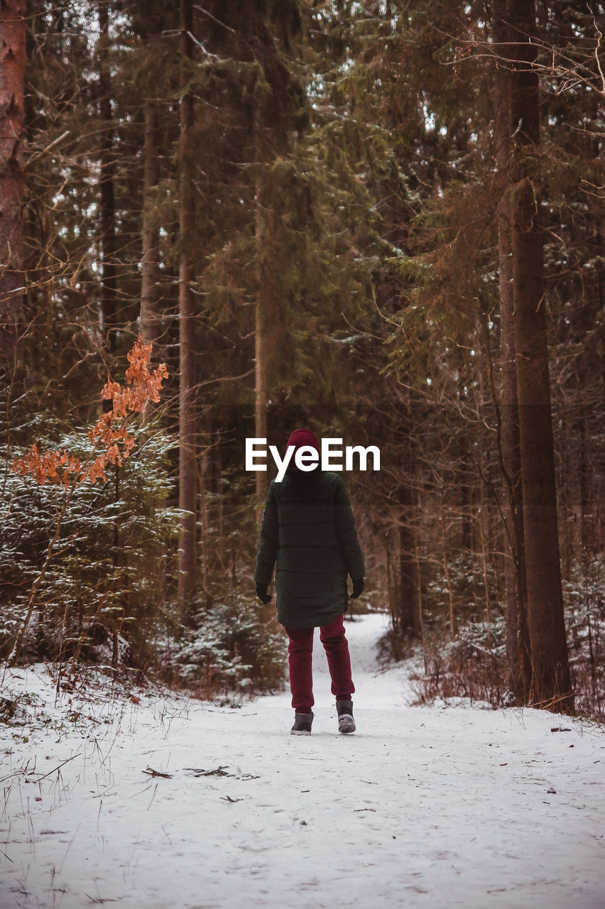 A person is walking through the winter forest