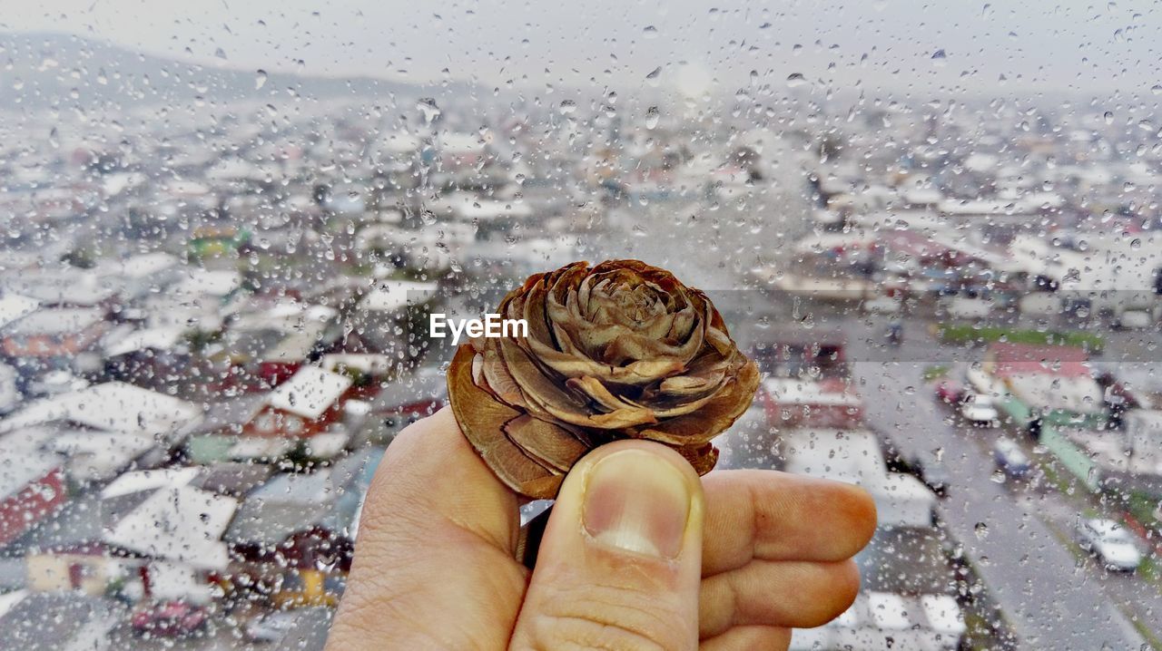 Cropped hand holding pine cone against wet window during rainy season