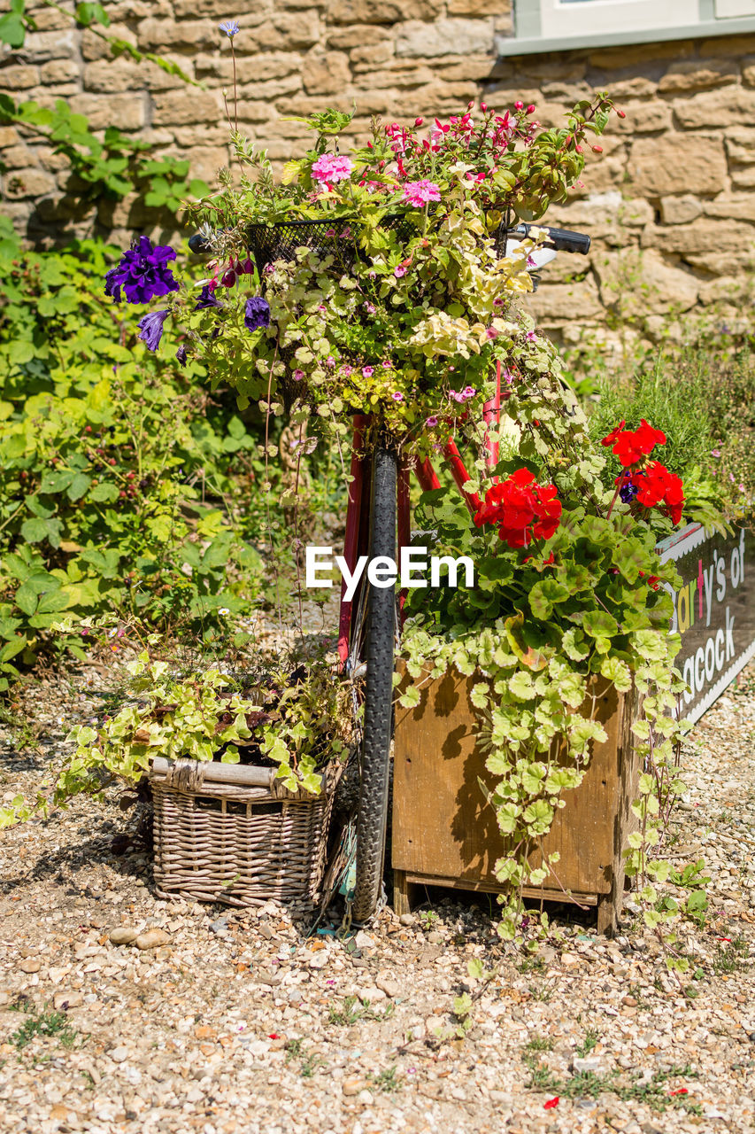 Potted plants in basket