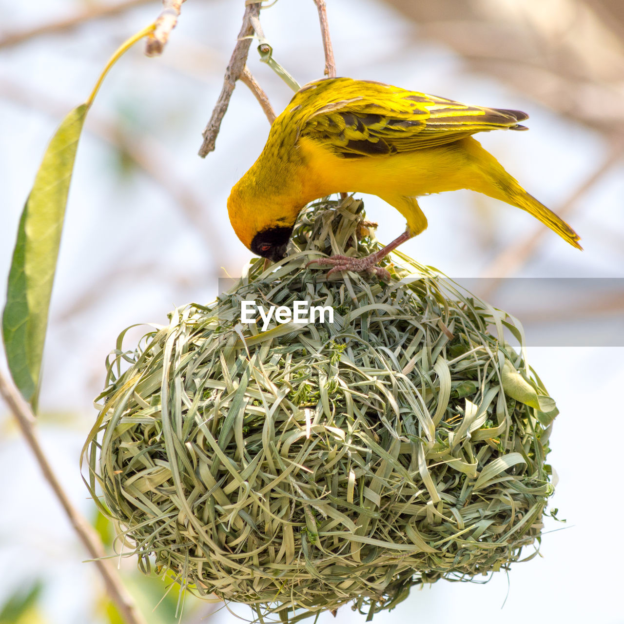 Yellow masked weaverbird building nest