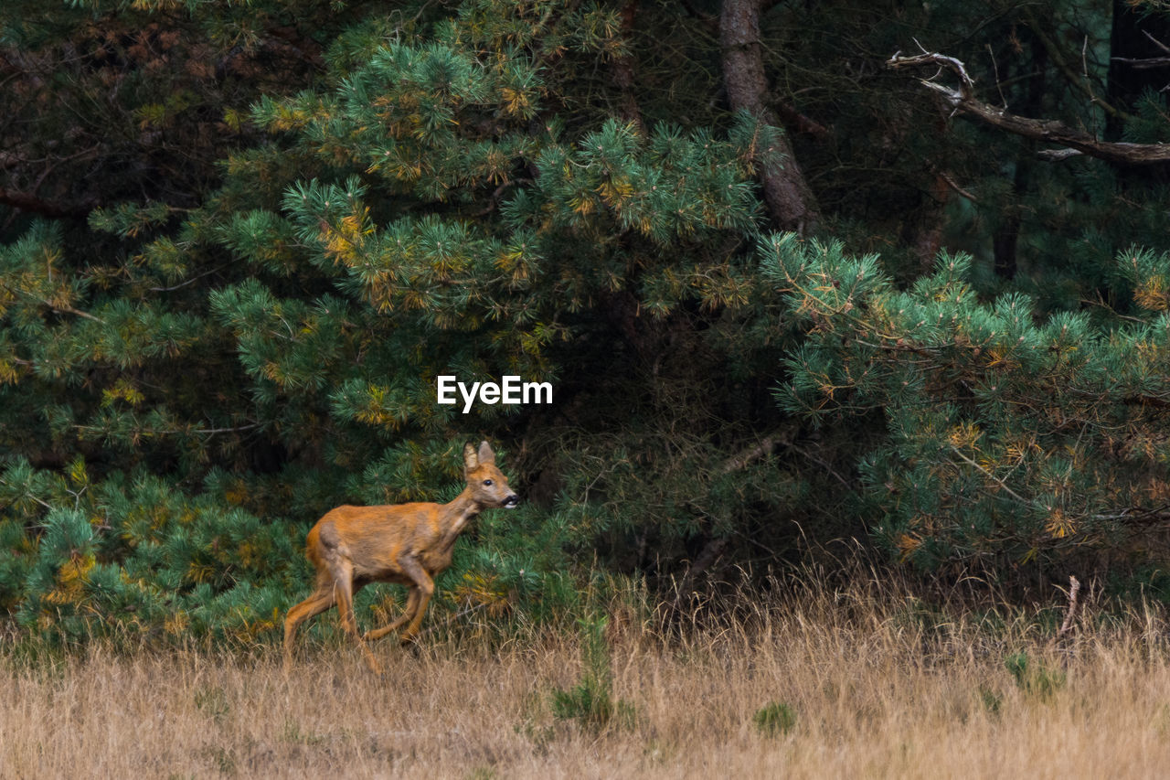 Deer running on field