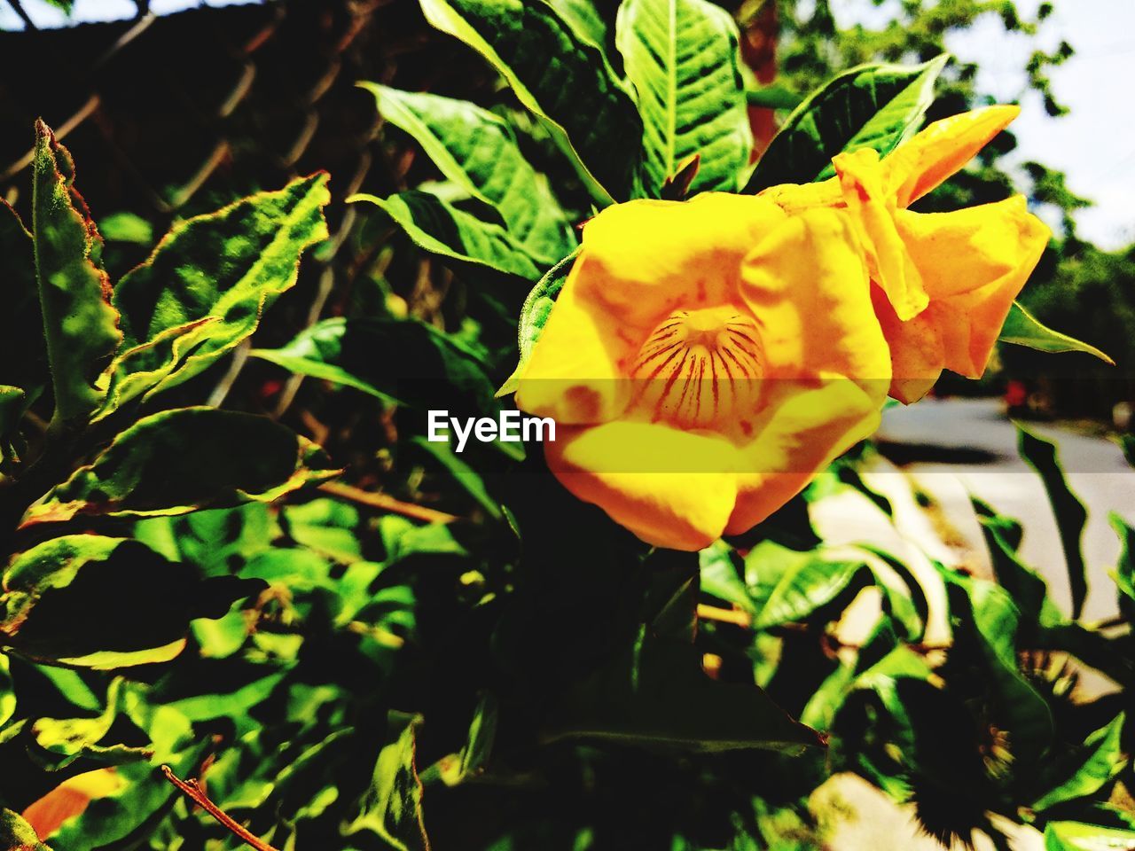 CLOSE-UP OF YELLOW FLOWER