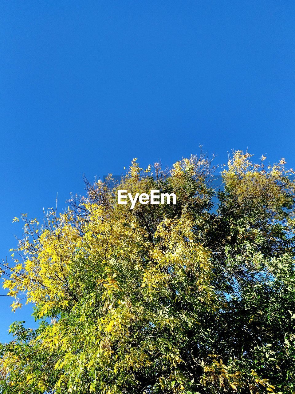 LOW ANGLE VIEW OF FLOWERING PLANT AGAINST BLUE SKY