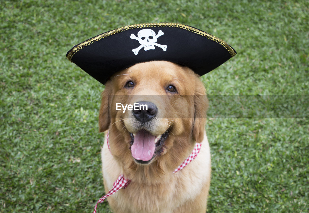 Portrait of dog on grass