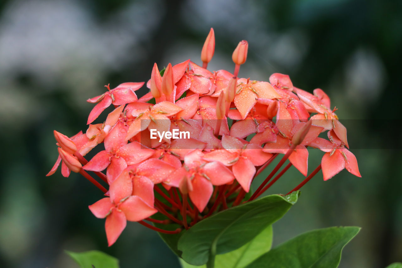 CLOSE-UP OF RED ROSE PLANT