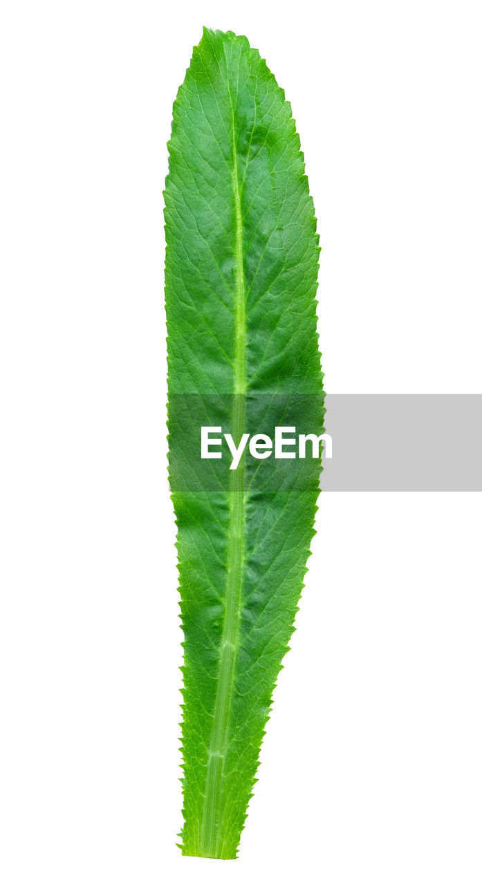 CLOSE-UP OF LEAF OVER WHITE BACKGROUND