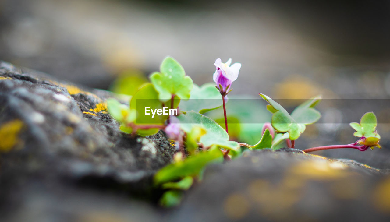 Close-up of purple flowering plant