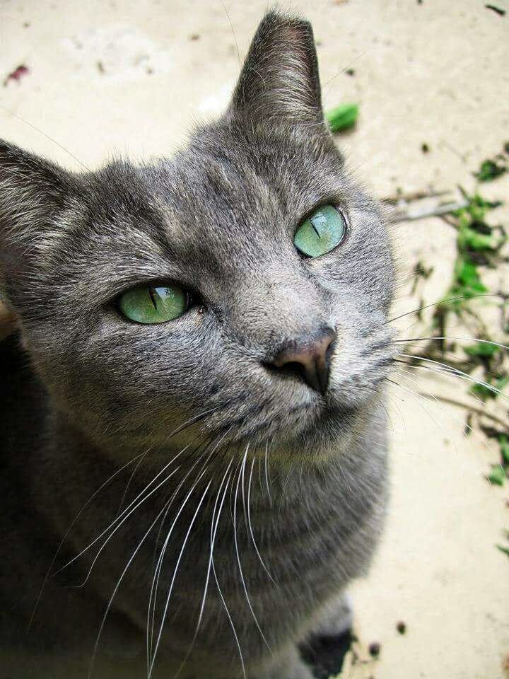 PORTRAIT OF A CAT