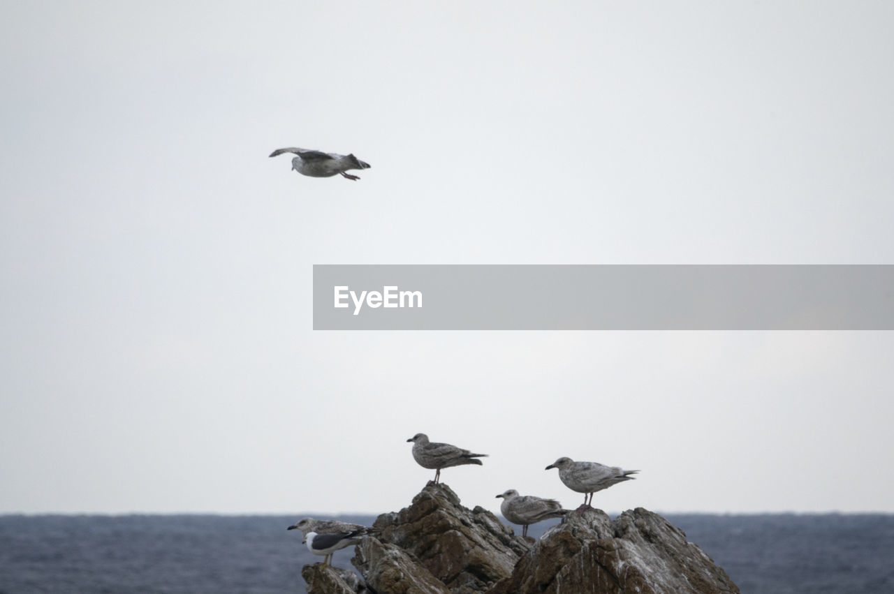 Seagull flying over the sky