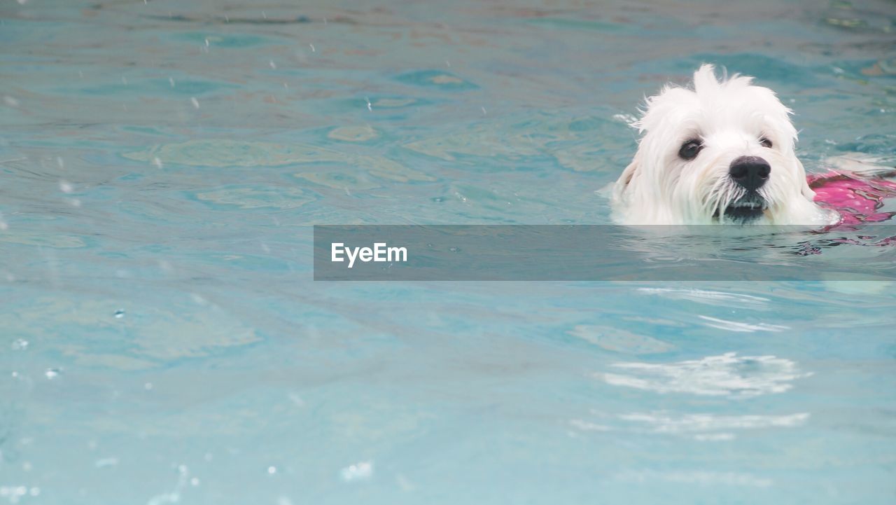 West highland white terrier swimming in pool