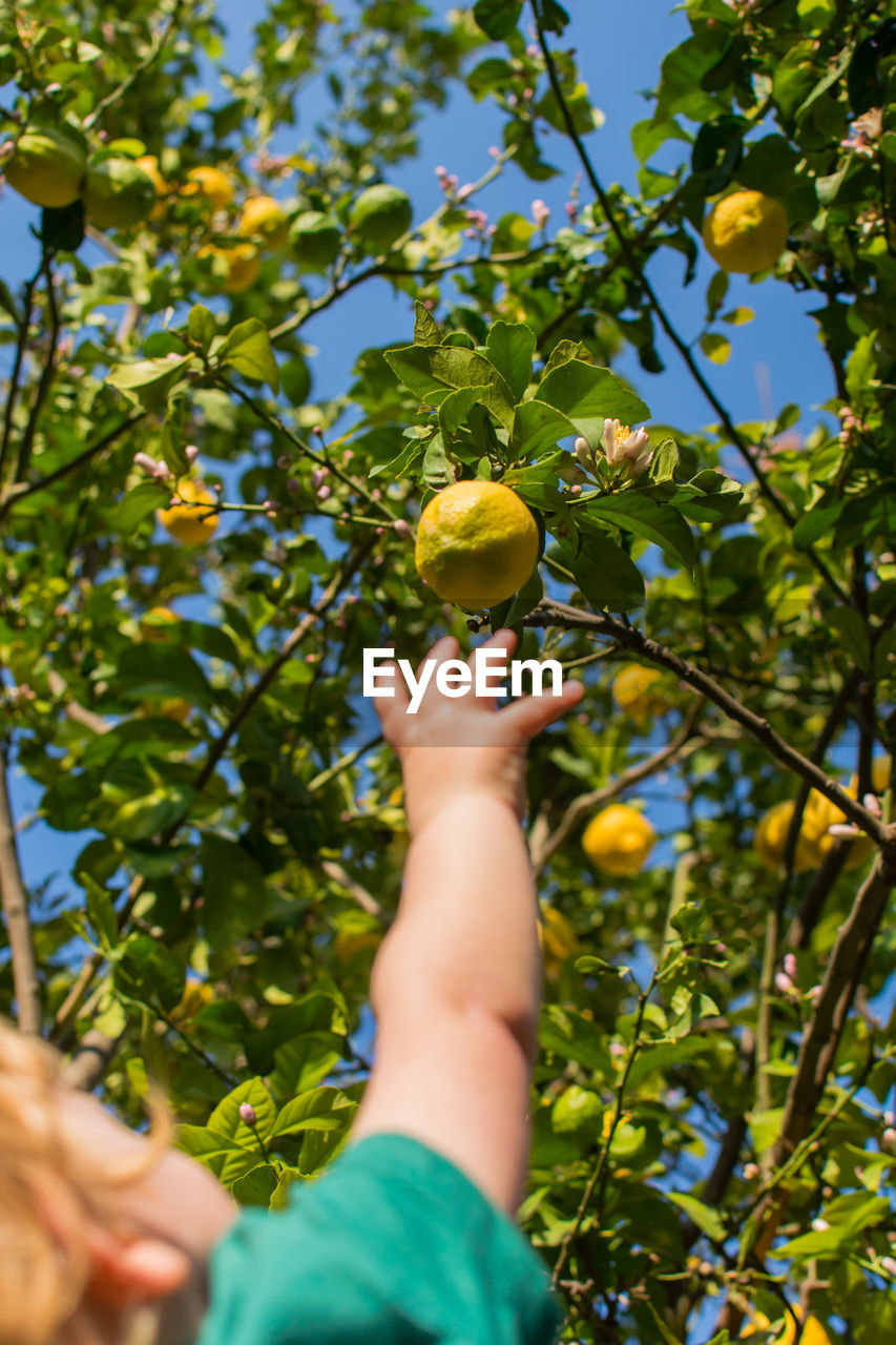 Rear view shot of a blond toddler reaching up for a lemon on a tree