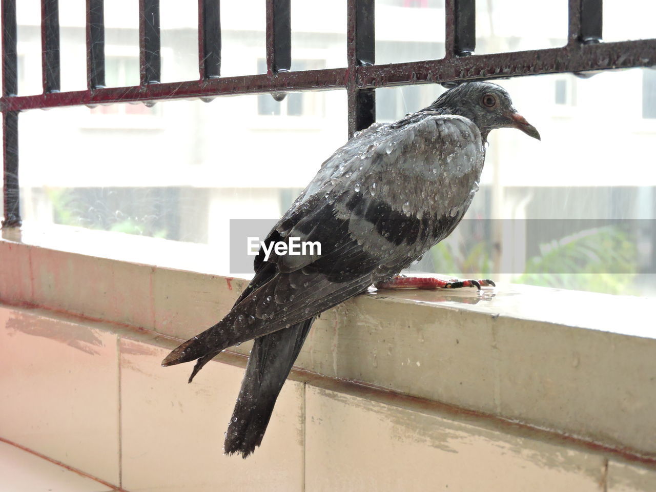 Close-up of pigeon perching