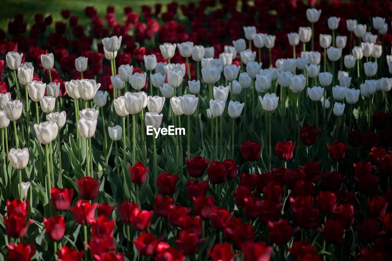 Tulips blooming on field