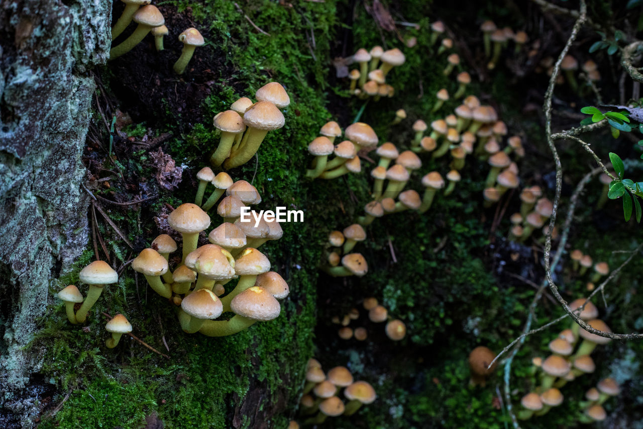HIGH ANGLE VIEW OF MUSHROOMS GROWING IN FOREST