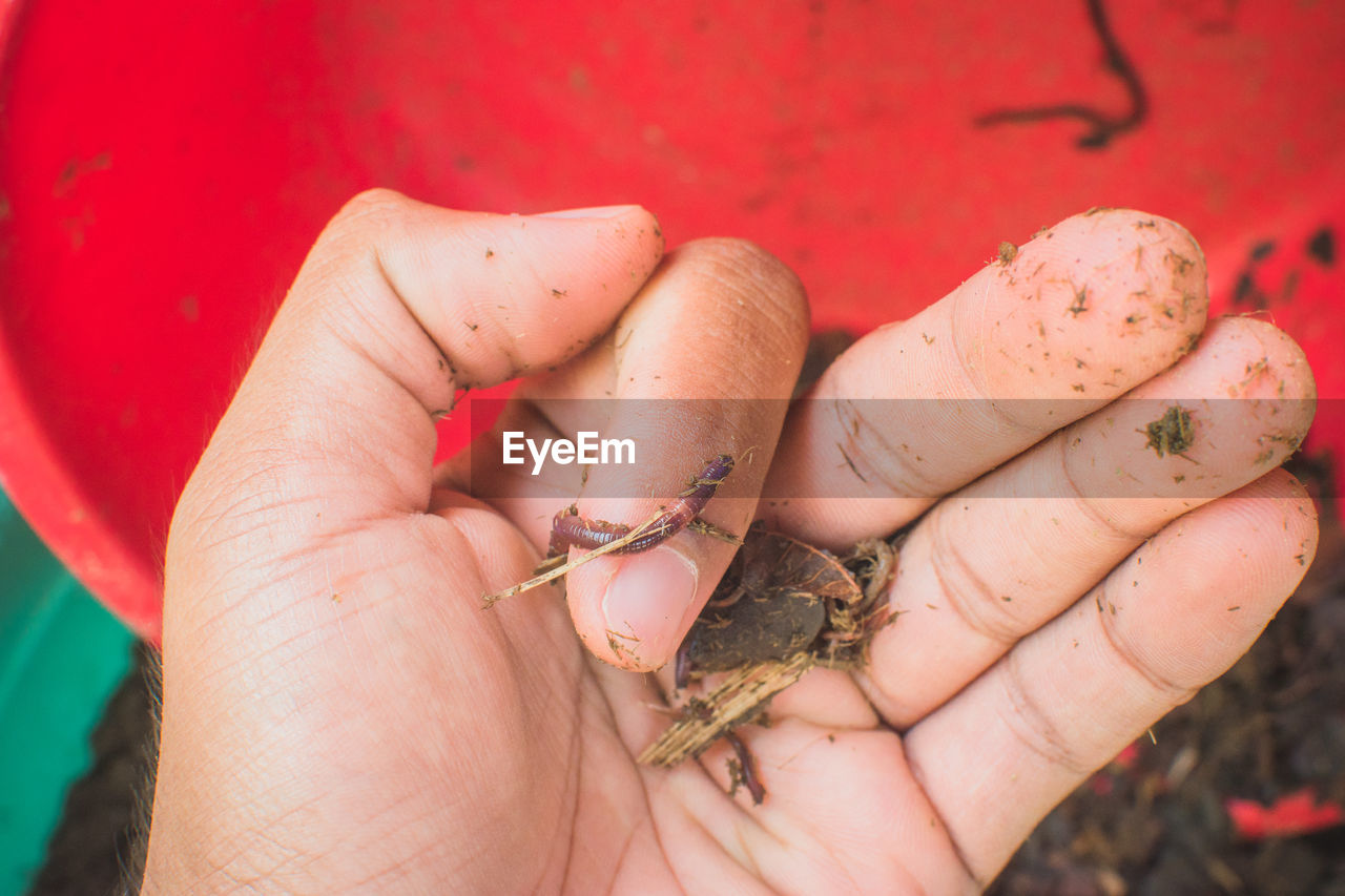 hand, finger, red, animal, one person, animal themes, close-up, animal wildlife, holding, nail, one animal, jewelry, ring, focus on foreground, adult, day, wildlife, nature, lifestyles, outdoors, limb