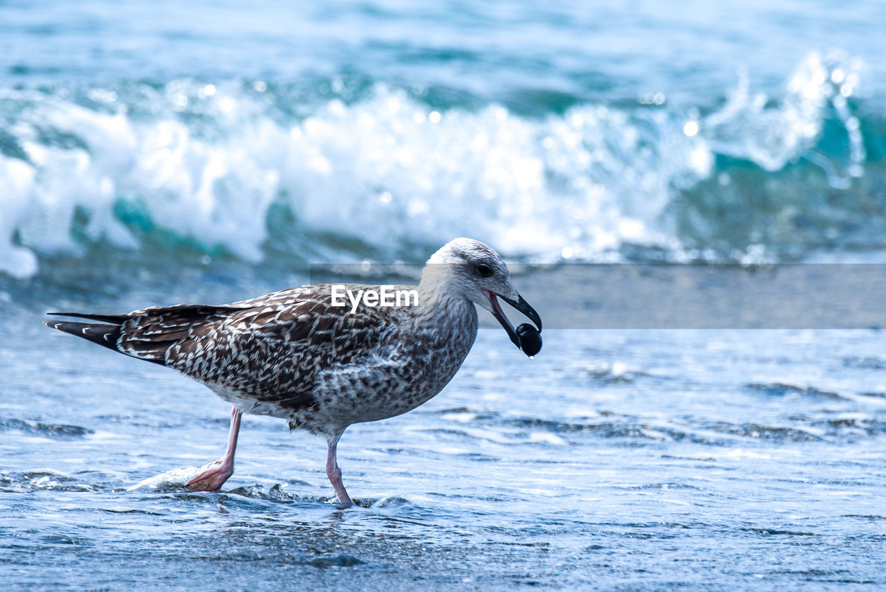 CLOSE-UP OF BIRD IN SEA