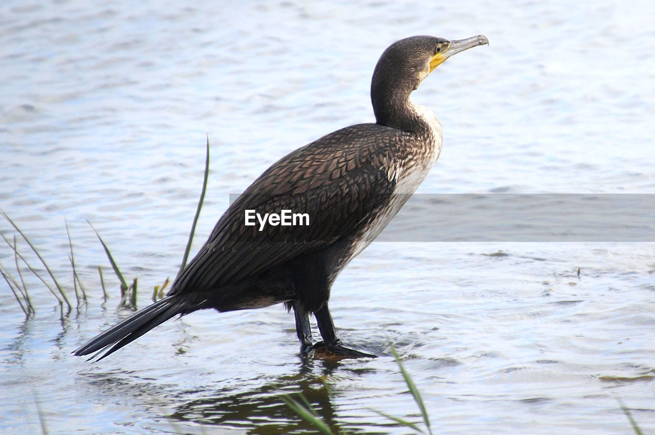 Bird perching on a lake