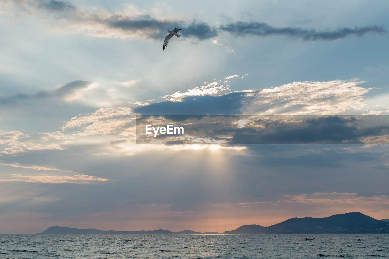 Low angle view of bird flying over sea against sky during sunset