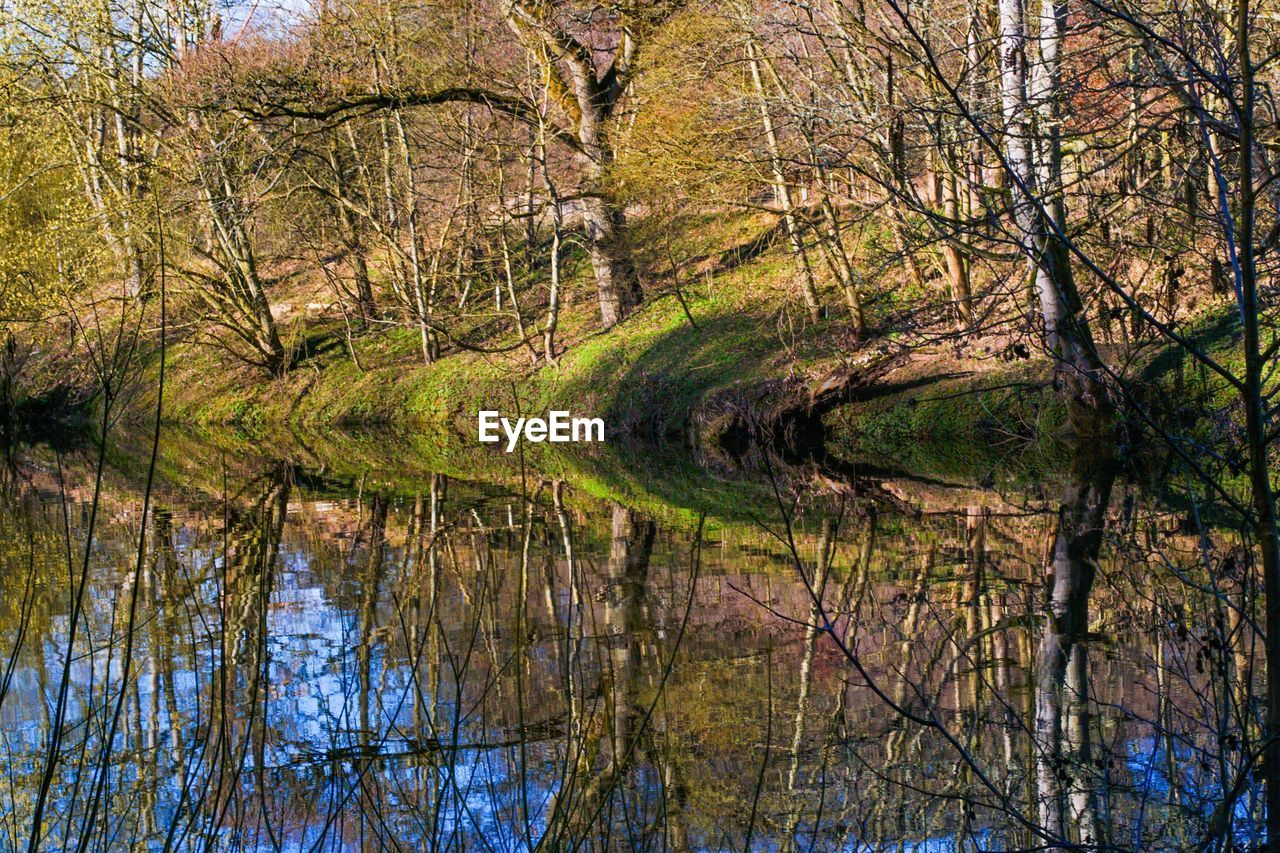 REFLECTION OF TREES IN RIVER