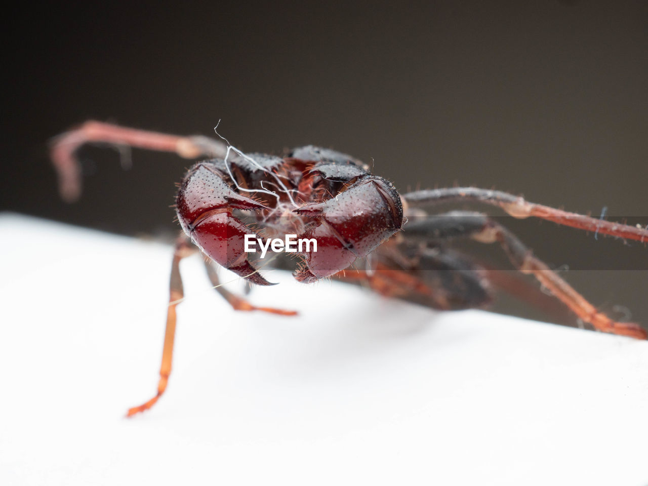 animal themes, animal, one animal, animal wildlife, insect, wildlife, close-up, macro photography, animal body part, macro, no people, arachnid, zoology, limb, eye, nature, spider, animal leg, pest, studio shot, magnification, animal eye, red, outdoors