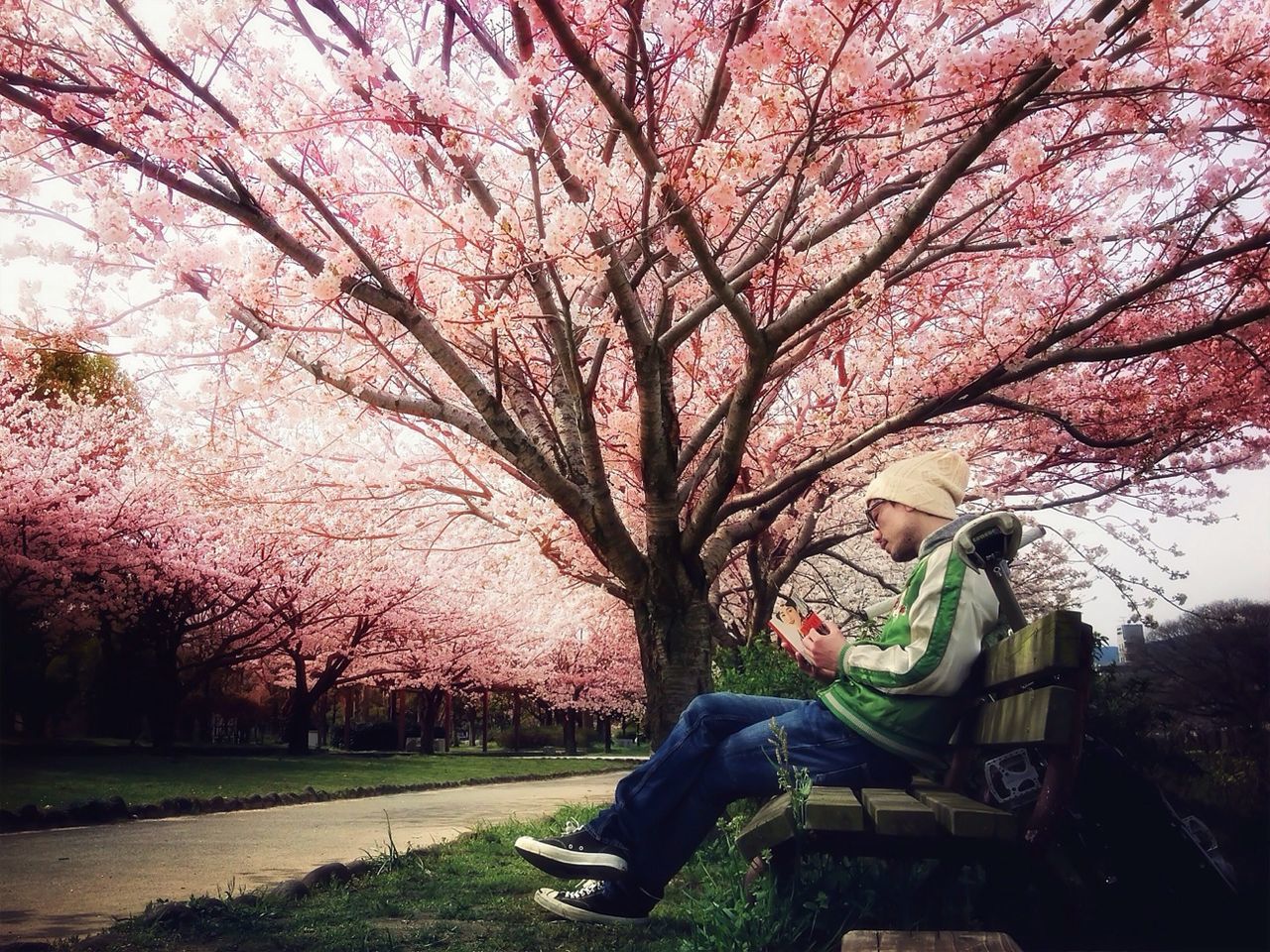 Side view of young man sitting besides cherry blossom tree