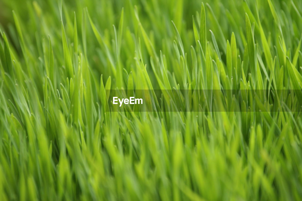 Full frame shot of wheat seedlings green grass