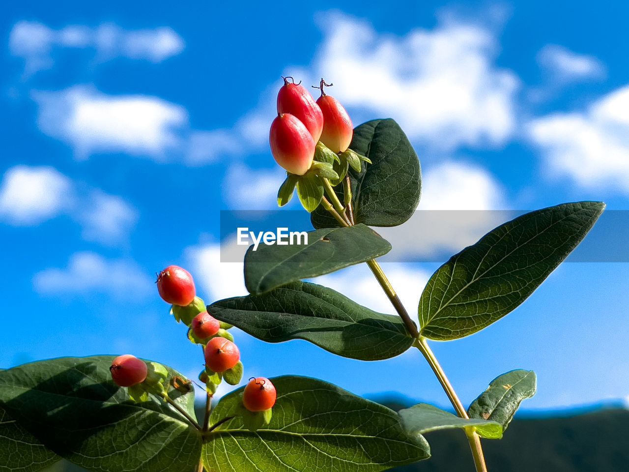 CLOSE-UP OF STRAWBERRY GROWING ON PLANT AGAINST SKY