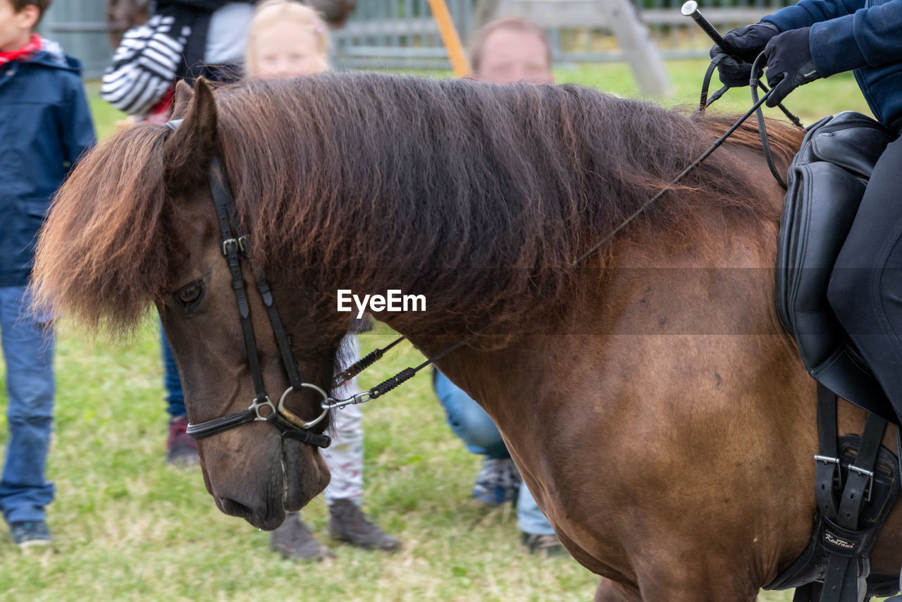 CLOSE-UP OF HORSE