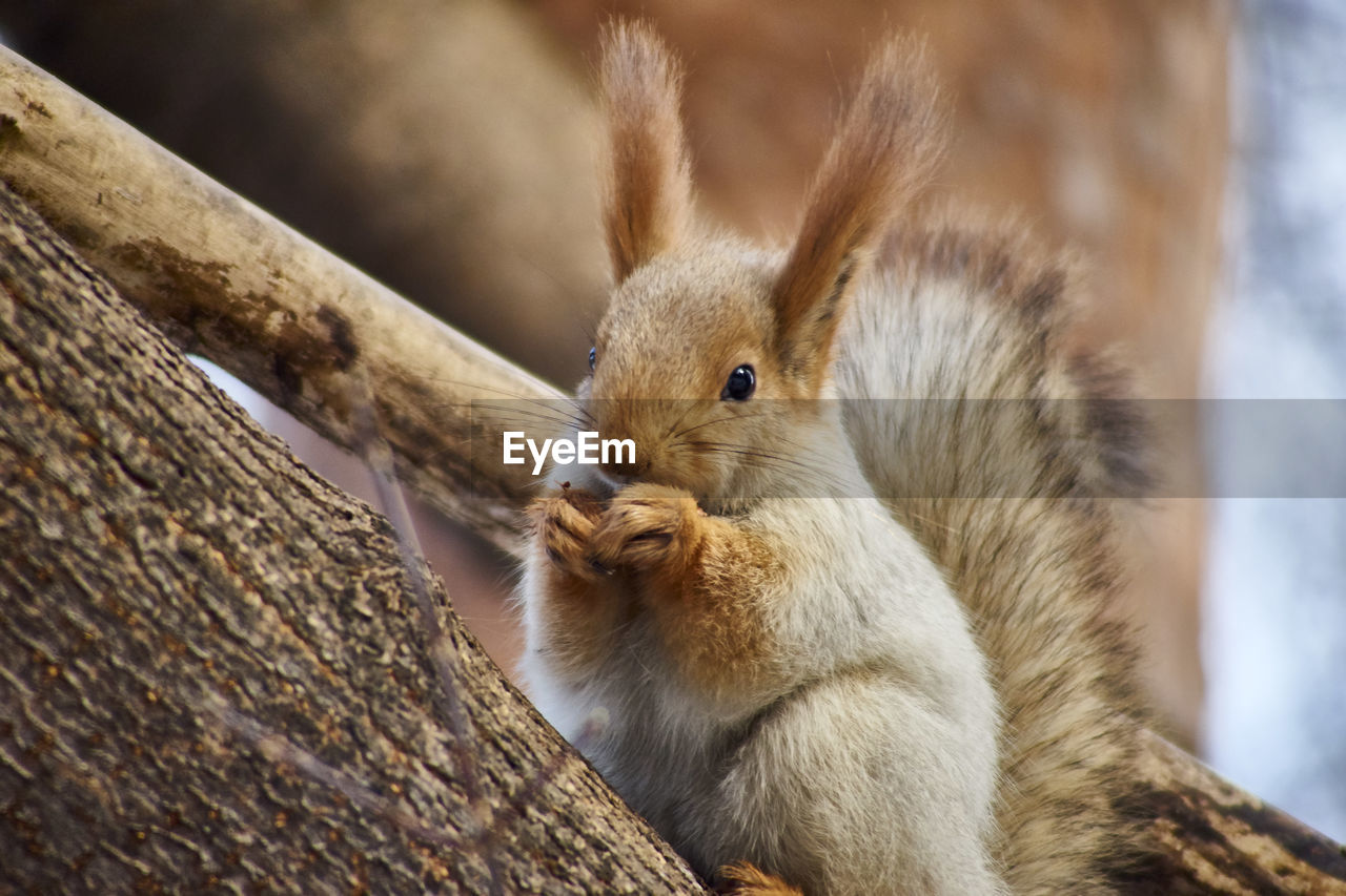 Close-up of squirrel eating tree