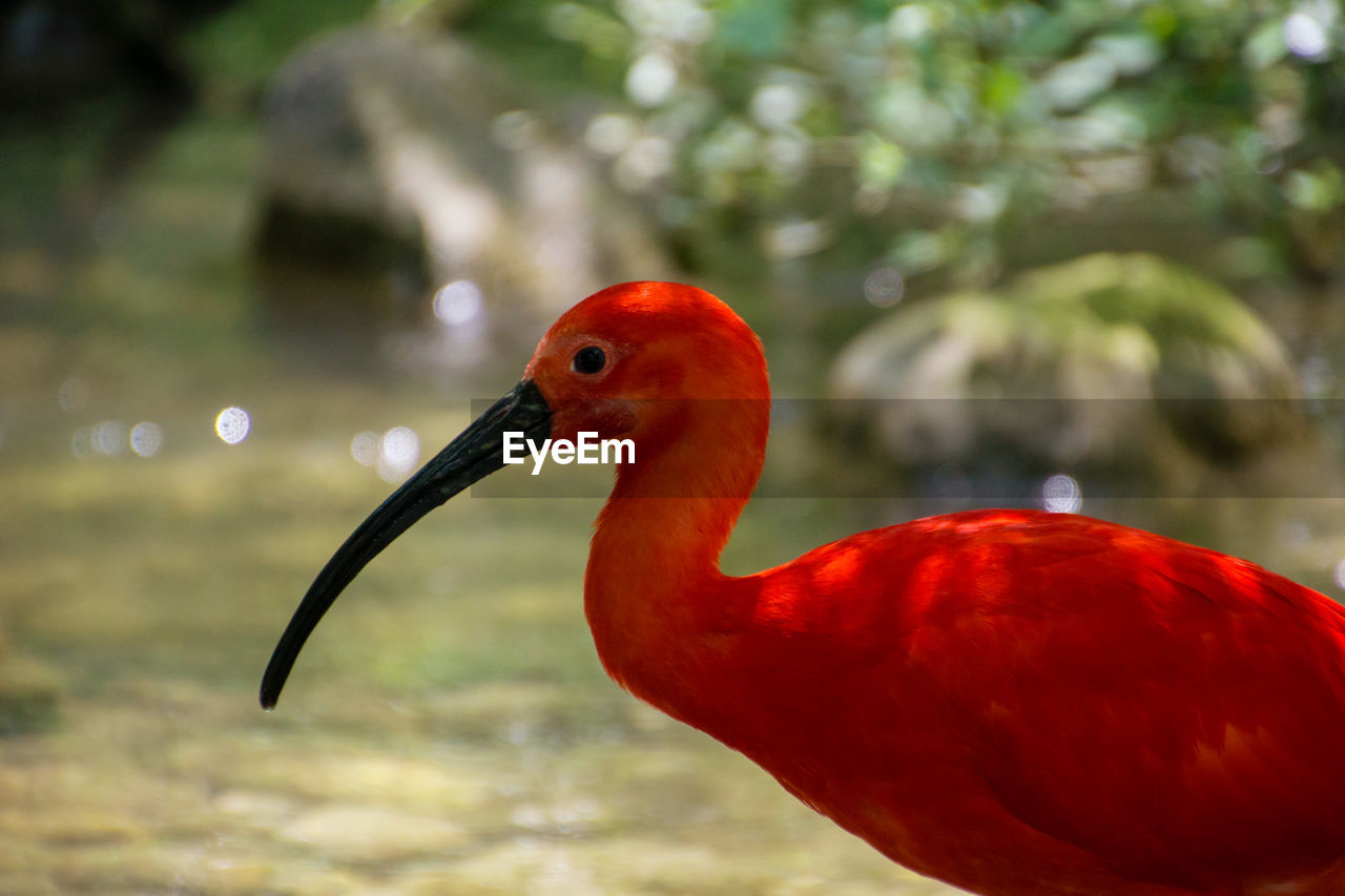 Red ibis in the munich zoo