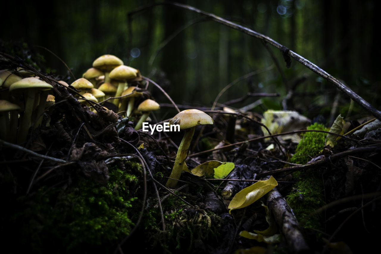 Close-up of mushroom growing in forest