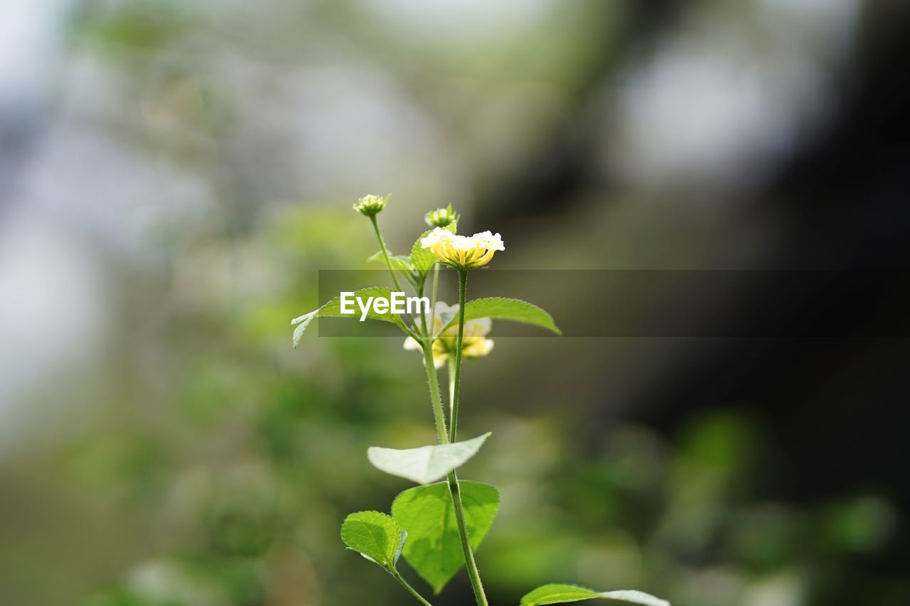 CLOSE-UP OF PLANT AGAINST WHITE FLOWERING PLANTS