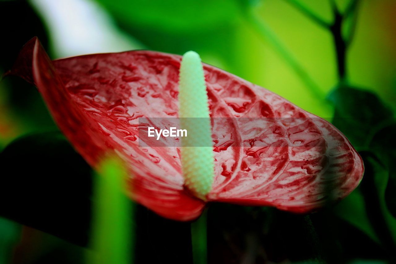 CLOSE-UP OF RED LEAF